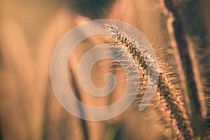 Poaceae grass flower with sunlight in the morning.