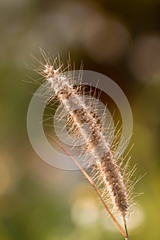 Poaceae grass flower with sunlight in the morning.