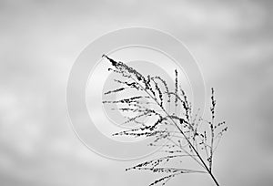 Poaceae grass flower in twilight