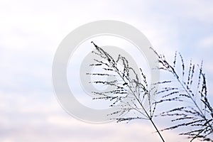 Poaceae grass flower in twilight