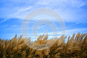 Poaceae Grass Flowers. Sky Background