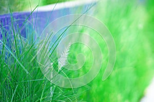 Poaceae or soft seed head of wild grass