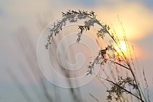 Poaceae sun