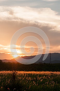 Poaceae on sunset with mountain background