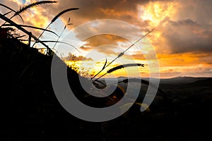 Poaceae with tent and sunset sky.