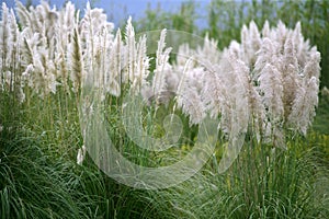 Poaceae wild spike savana flower background photo