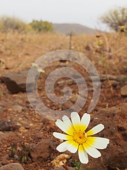 Poached egg flower