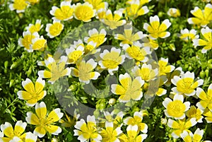 Poached egg plant