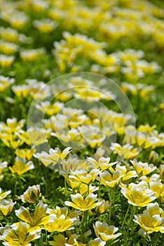 Poached egg plant