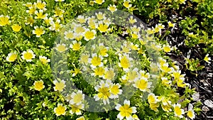 Poached egg plant, Limnanthes douglasii