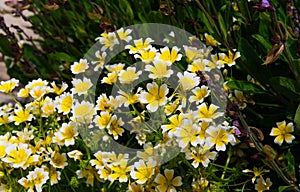 Poached egg plant Limnanthes douglasii flowers