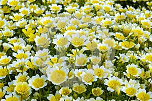 Poached egg plant, Limnanthes douglasii photo