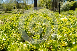 Poached egg plant or Limnanthes Douglasii plant in Saint Gallen in Switzerland photo