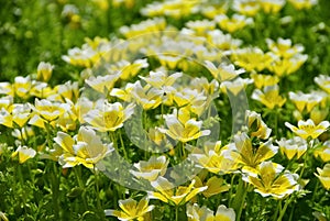 Poached egg plant