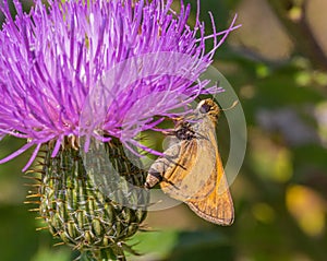 Poanes aaroni skipper butterfly, looks like poanes viator