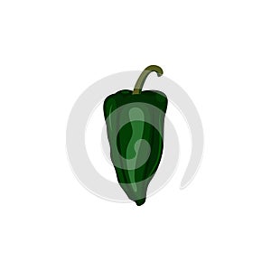 Poblano pepper Capsicum annuum is a mild chili pepper