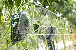 Poblano peppers growing in a greenhouse photo