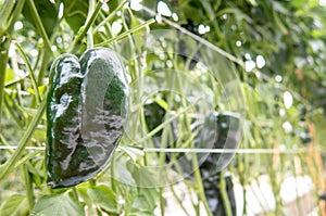 Poblano peppers growing in a greenhouse