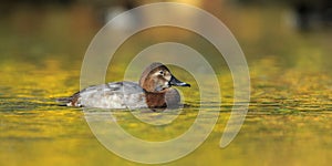 Pochard