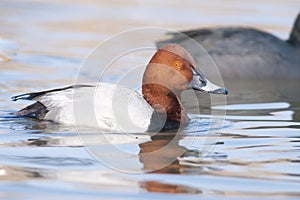 Pochard ((Aythya ferina)