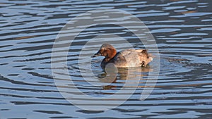 Pochard duck female swims on the pond
