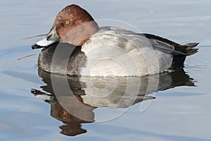 Pochard duck on Southampton Common