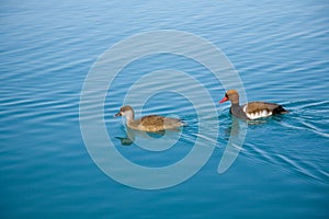 Pochard ducks