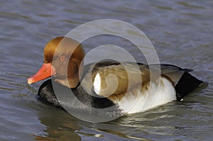 Pochard or Piston duck