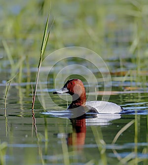 A pochard with shining red eye swims on the lake`s surface in a very contrasting backlight.