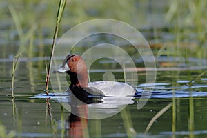A pochard with shining red eye swims on the lake`s surface in a very contrasting backlight.