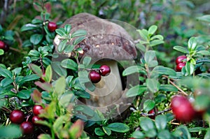 Pocino in cowberries