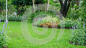 Pocket garden on fresh green carpet grass smooth lawn with curve form of bush, greenery trees on background, good maintenance