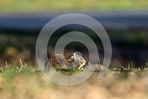 Pocket Gopher - Geomyidae, Rancho San Antonio photo