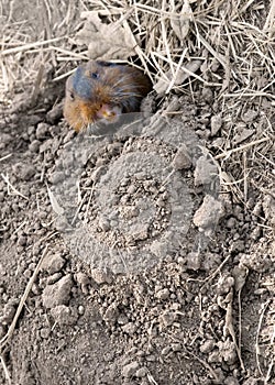 Pocket Gopher Peek