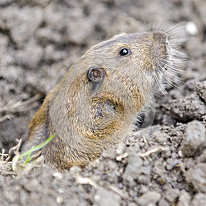 Pocket Gopher peeking out of burrow cautiously