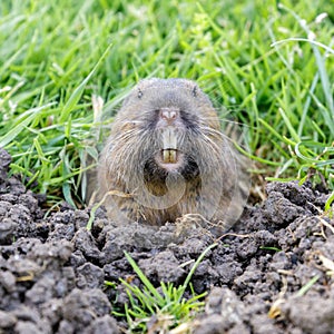 Pocket Gopher peeking out of burrow and starring at camera