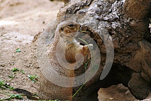 Pocket gopher in wild habitat