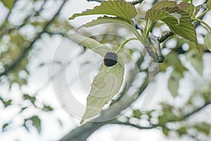 Pocket handkerchief tree Davidia involucrata, white bracts and leaves