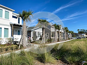 The pocket park  lined with palm trees that is a walking path in front of homes in Laureate Park photo