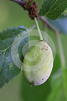 Pocket plum Taphrina pruni diseased misshapen plum fruit