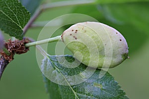 Pocket plum Taphrina pruni diseased misshapen plum fruit