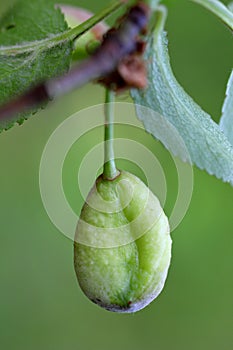 Pocket plum Taphrina pruni diseased misshapen plum fruit photo
