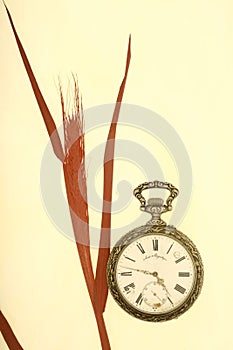 Pocket watch and ear of corn