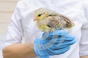 pockmarked baby chick in hand veterinarian in medical gloves. examination, treatment, vaccination, prevention photo