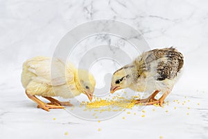 Pockmarked baby chick, little hen, chicken eating millet photo