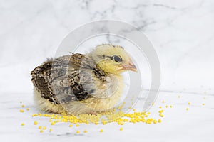 Pockmarked baby chick, little hen, chicken eating millet on white marble background. domestic bird, poultry feeding.