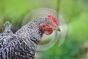 Pockmarked  chicken on the farm in summer photo