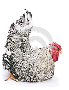 Pockmarked rooster photo