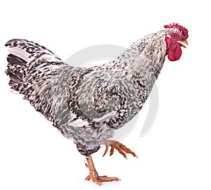 Pockmarked rooster