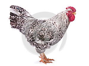Pockmarked rooster